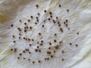 Cilantro seeds germination structured water