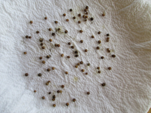 Cilantro seeds germination regular water