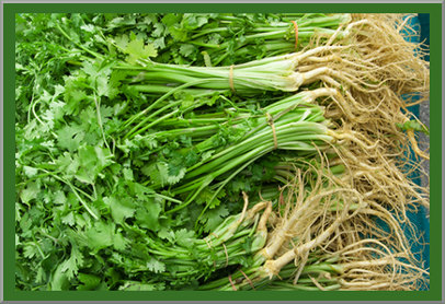 cilantro health benefits