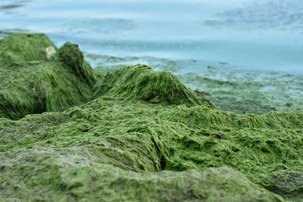 Blue-green algae blooms in the Gulf of Finland